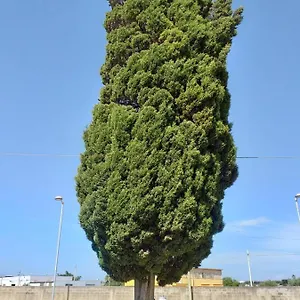Bed & Breakfast L'albero, Mazara del Vallo